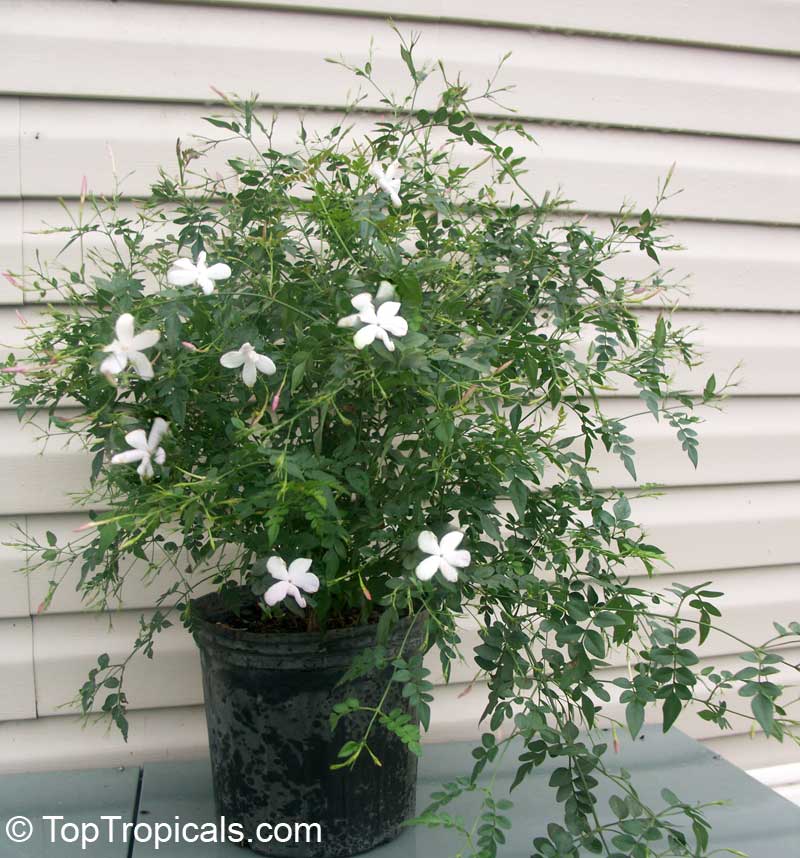 Jasminum Officinalis